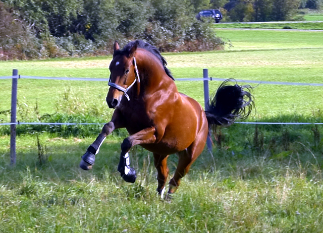 Zauberlehrling v. Showmaster u.d. Zaubermelodie v. Tuareg - Mahagoni