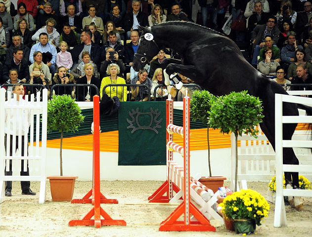 Guardiola - zweijhriger Hengst von Saint Cyr u.d. Greta Garbo - Oktober Juli 2016  - Foto: Beate Langels -
Trakehner Gestt Hmelschenburg