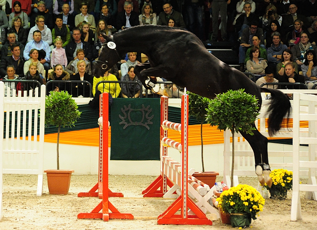 Guardiola - zweijhriger Hengst von Saint Cyr u.d. Greta Garbo - 14. Juli 2016  - Foto: Beate Langels -
Trakehner Gestt Hmelschenburg
