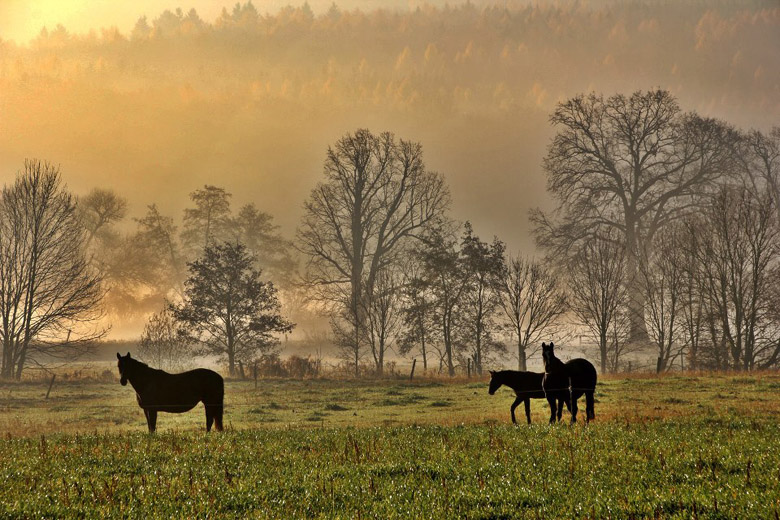 Die Stutenherde des Gestt Hmelschenburg am 20. November 2012, Foto: Rolf Sander, Trakehner Gestt Hmelschenburg - Beate Langels