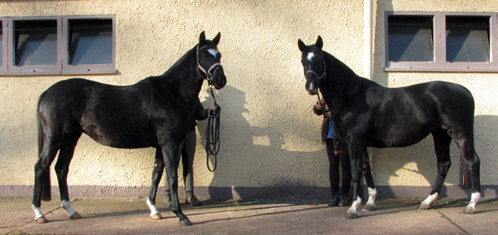 Schwalbensiegel von Kostolany u.d. Pr.,StPr. u. Elitestute Schwalbenspiel v. Exclusiv und ihre Tante Schwalbenflair v. Exclusiv - Foto: Melanie Weseloh - Zchter : Trakehner Gestt Hmelschenburg