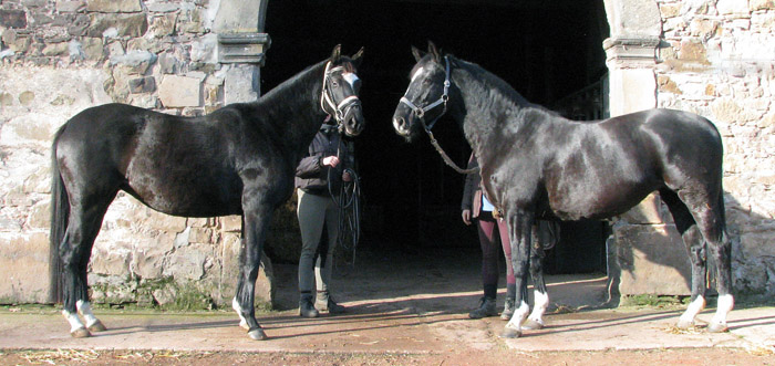 Schwalbensiegel von Kostolany u.d. Pr.,StPr. u. Elitestute Schwalbenspiel v. Exclusiv  und ihre Tante Schwalbenflair v. Exclusiv- Foto: Melanie Weseloh - Zchter : Trakehner Gestt Hmelschenburg