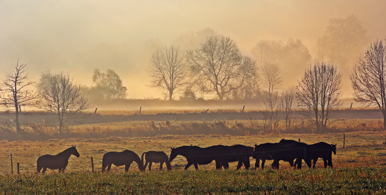 Die Stutenherde des Gestt Hmelschenburg am 20. November 2012, Foto: Rolf Sander, Trakehner Gestt Hmelschenburg - Beate Langels