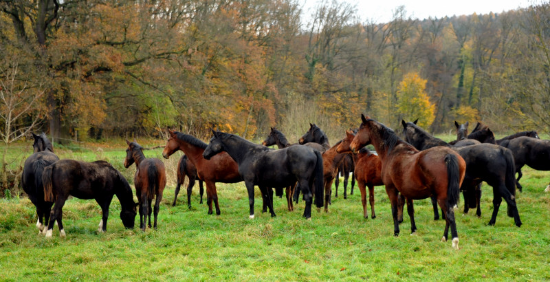 Stuten und Fohlen in den Emmerauen - Foto: Beate Langels - Trakehner Gestt Hmelschenburg