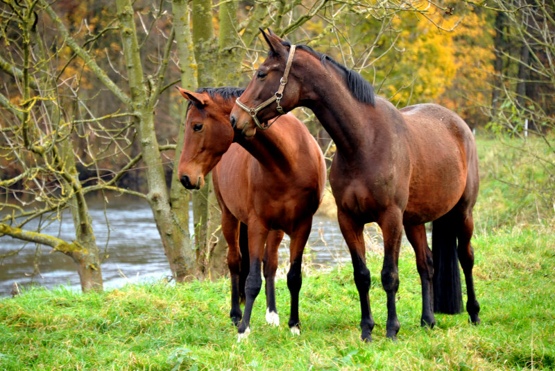 Giulietta v. Saint Cyr und Schwalbenlicht v. Imperio - Foto: Beate Langels - Trakehner Gestt Hmelschenburg