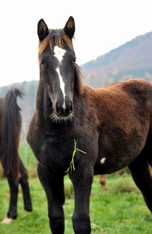 Theodora JVK von Saint Cyr - Foto: Beate Langels - Trakehner Gestt Hmelschenburg