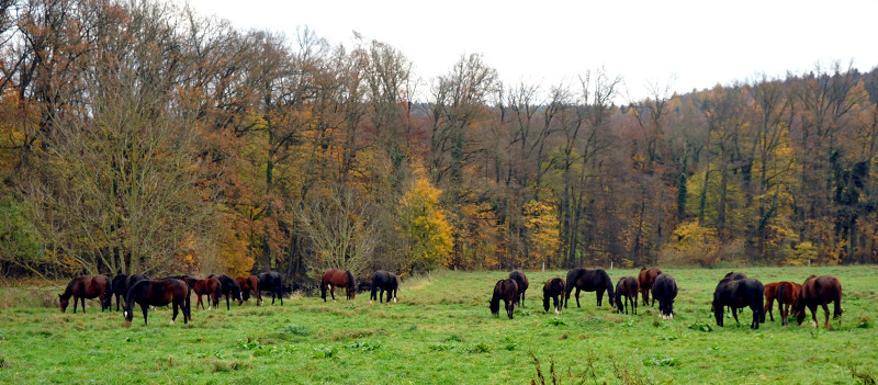 Stuten und Fohlen in den Emmerauen - Foto: Beate Langels - Trakehner Gestt Hmelschenburg