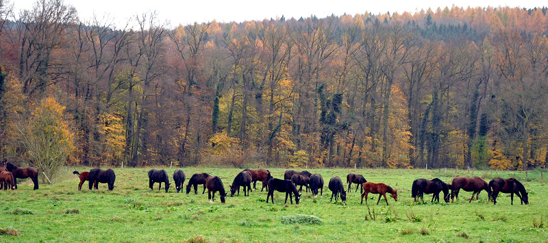 Stuten und Fohlen in den Emmerauen - Foto: Beate Langels - Trakehner Gestt Hmelschenburg