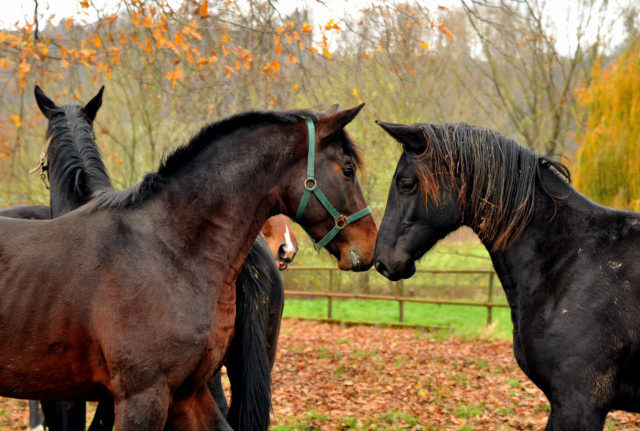 Ein- und zweijhrige Hengste - Foto: Beate Langels - Trakehner Gestt Hmelschenburg