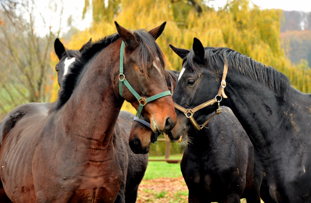 Zweijhrige Nachwuchspferde - Foto: Beate Langels - Trakehner Gestt Hmelschenburg