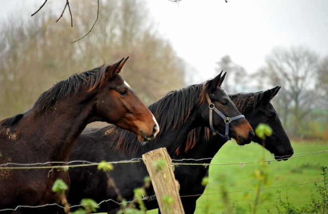 Zweijhrige Nachwuchspferde - Foto: Beate Langels - Trakehner Gestt Hmelschenburg