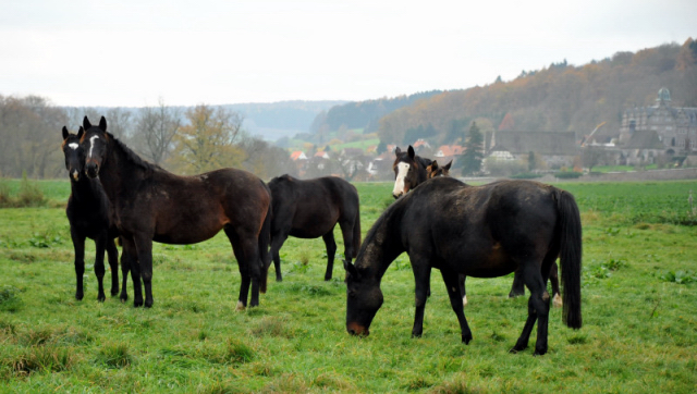 Stuten und Fohlen in den Emmerauen - Foto: Beate Langels - Trakehner Gestt Hmelschenburg