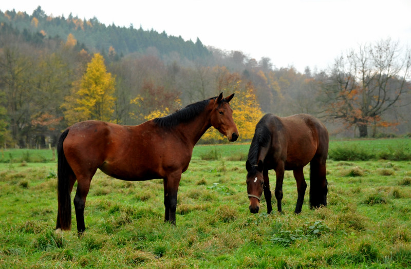 Giulietta v. Saint Cyr und Schwalbenlicht v. Imperio - Foto: Beate Langels - Trakehner Gestt Hmelschenburg