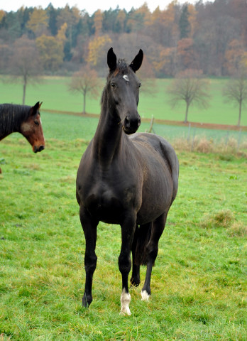 Vittoria von Exclusiv - Foto: Beate Langels - Trakehner Gestt Hmelschenburg