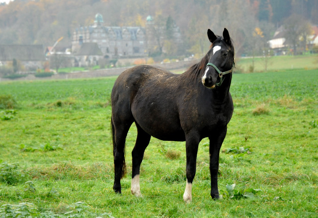 Thirica von Enrico Caruso - Foto: Beate Langels - Trakehner Gestt Hmelschenburg