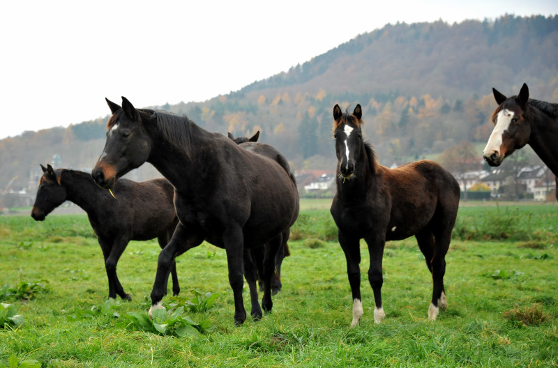 Stuten und Fohlen in den Emmerauen - Foto: Beate Langels - Trakehner Gestt Hmelschenburg