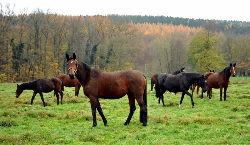 Stuten und Fohlen in den Emmerauen - Foto: Beate Langels - Trakehner Gestt Hmelschenburg