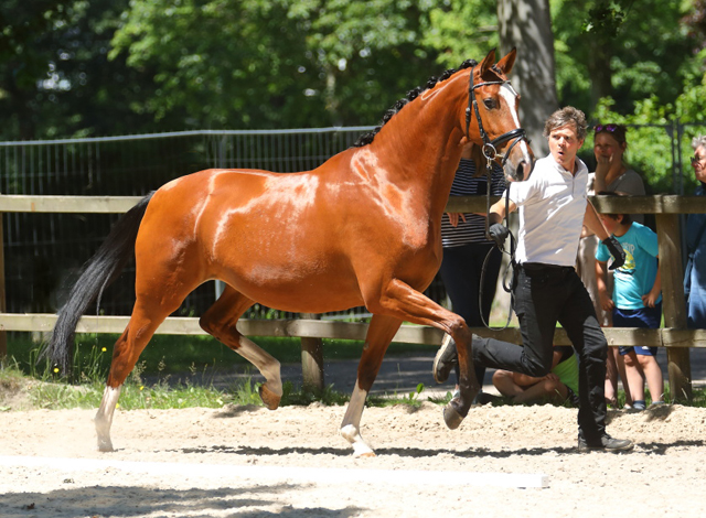 Val de Loire von Freudenfest u.d. Val de Vienne v. Exclusiv - Trakehner Gestt Hmelschenburg - Foto: Sigrun Wiecha