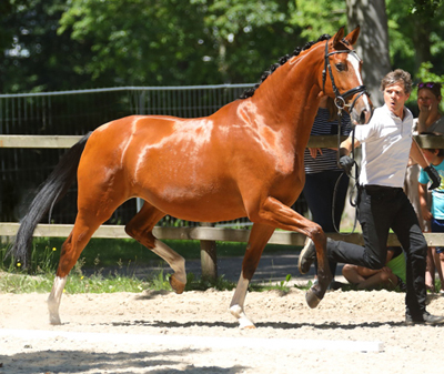 Val de Loire von Freudenfest u.d. Val de Vienne v. Exclusiv - Trakehner Gestt Hmelschenburg - Foto: Beate Langels