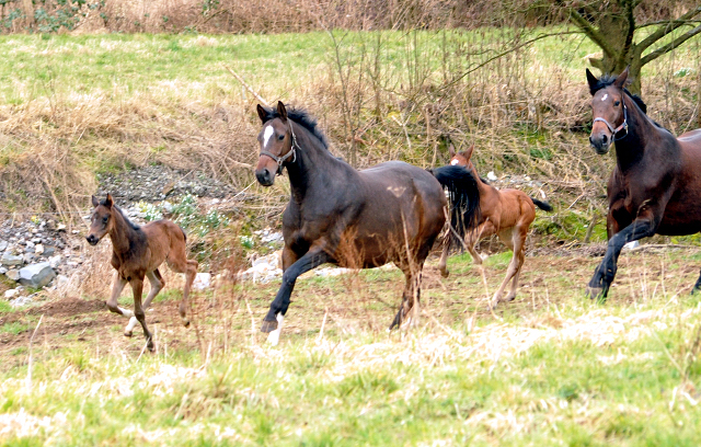 Trakehner Gestüt Hämelschenburg - Beate Langels