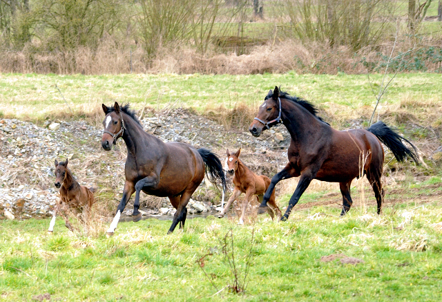 Trakehner Gestüt Hämelschenburg - Beate Langels