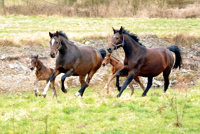 Trakehner Gestüt Hämelschenburg - Beate Langels
