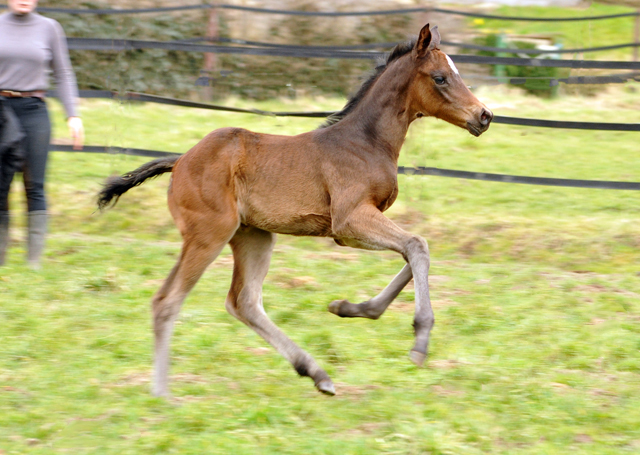 Stutfohlen von High Motion x Showmaster - Trakehner Gestüt Hämelschenburg - Beate Langels