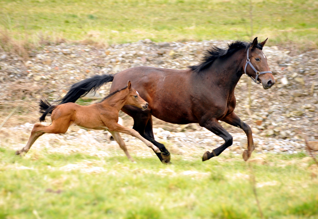 Trakehner Gestüt Hämelschenburg - Beate Langels