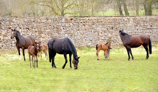 Trakehner Gestüt Hämelschenburg - Beate Langels