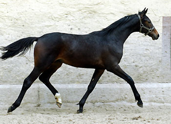 Hengst von Goldschmidt x Glanzlicht, Foto: Beate Langels