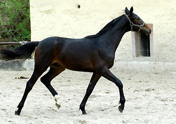 Hengst von Goldschmidt x Glanzlicht, Foto: Beate Langels