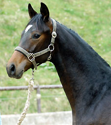 Hengst von Goldschmidt x Glanzlicht, Foto: Beate Langels
