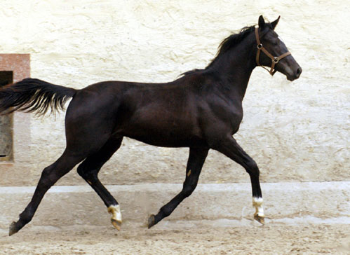 Trakehner Jhrlingshengst von Alter Fritz u.d. Pr.St. Esther v. Kostolany, Foto: Beate Langels