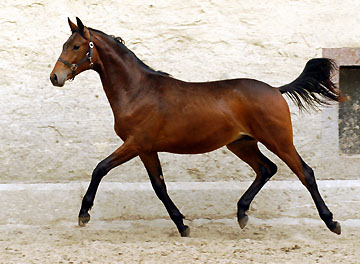 Hengstfohlen von Grand Passion x Summertime, Foto: Beate Langels