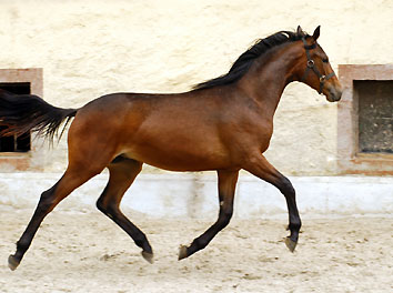 Hengstfohlen von Grand Passion x Summertime, Foto: Beate Langels