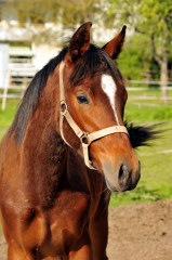 Trakehner Hengst v. Summertime u.d. Kayenne Klassic v. Exclusiv, Zchter: Sylvia Laidlaw - fotografiert von Beate Langels