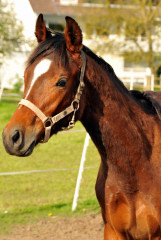 Trakehner Hengst v. Summertime u.d. Kayenne Klassic v. Exclusiv, Zchter: Sylvia Laidlaw - fotografiert von Beate Langels