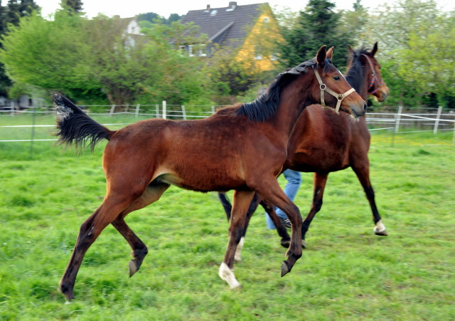 Trakehner Hengst v. Summertime u.d. Kayenne Klassic v. Exclusiv, Zchter: Sylvia Laidlaw - fotografiert von Beate Langels