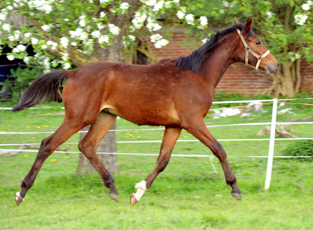 Trakehner Hengst v. Summertime u.d. Kayenne Klassic v. Exclusiv, Zchter: Sylvia Laidlaw - fotografiert von Beate Langels