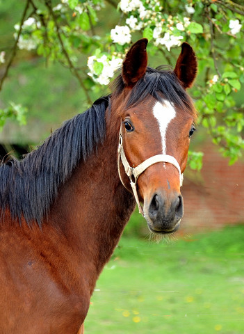 Trakehner Hengst v. Summertime u.d. Kayenne Klassic v. Exclusiv, Zchter: Sylvia Laidlaw