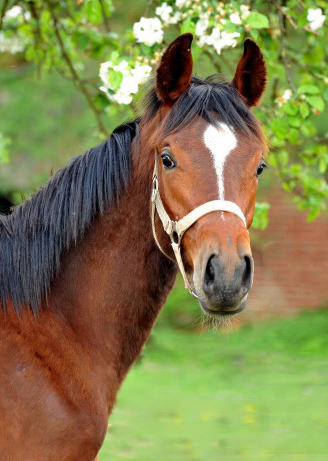 Trakehner Hengst v. Summertime u.d. Kayenne Klassic v. Exclusiv, Zchter: Sylvia Laidlaw - fotografiert von Beate Langels