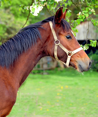 Trakehner Hengst v. Summertime u.d. Kayenne Klassic v. Exclusiv, Zchter: Sylvia Laidlaw - fotografiert von Beate Langels