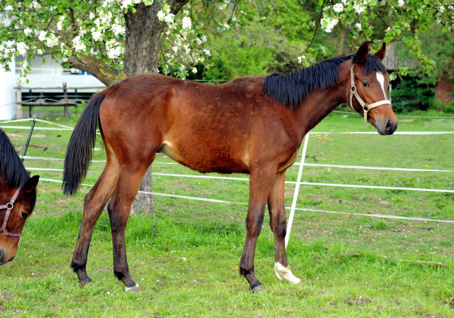 Trakehner Hengst v. Summertime u.d. Kayenne Klassic v. Exclusiv, Zchter: Sylvia Laidlaw - fotografiert von Beate Langels