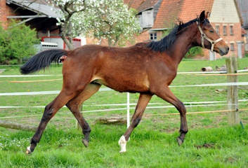 Trakehner Hengst v. Summertime u.d. Kayenne Klassic v. Exclusiv, Zchter: Sylvia Laidlaw - fotografiert von Beate Langels