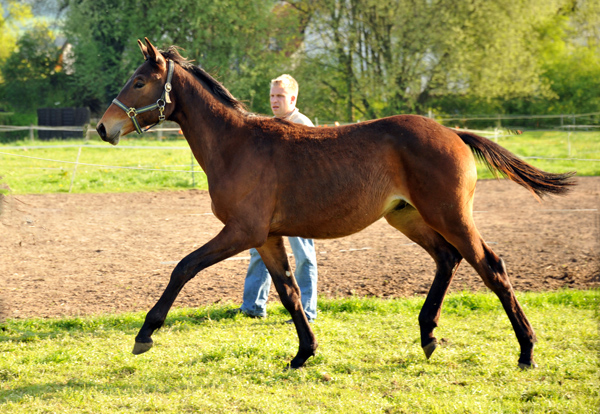 Jhrlingshengst von Hibiskus u.d. Rubina v. Tycoon - Foto: Beate Langels