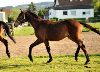 Jhrlingshengst von Hibiskus u.d. Rubina v. Tycoon - Foto: Beate Langels