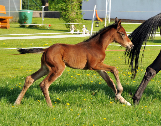 Stutfohlen von Oliver Twist u.d. Rondebina v. Summertime u.d. Rondevous v. Kostolany u.d. Rubina v. Tycoon - Foto: Beate Langels