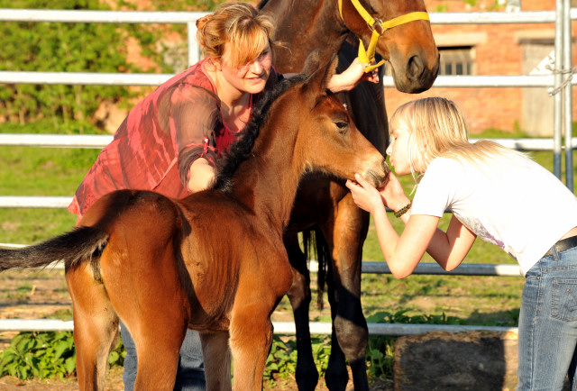 Stutfohlen von Oliver Twist u.d. Rondebina v. Summertime u.d. Rondevous v. Kostolany u.d. Rubina v. Tycoon - Foto: Beate Langels