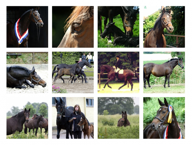 Elitestute Schwalbenspiel von Exclusiv - Foto: Trakehner Gestt Hmelschenburg - Beate Langels