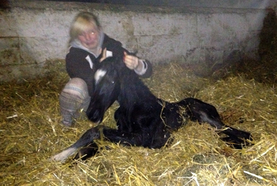 First picture after birth: Trakehner colt by Saint Cyr out of Championmare Greta Garbo by Alter Fritz, Gestt Hmelschenburg - Beate Langels